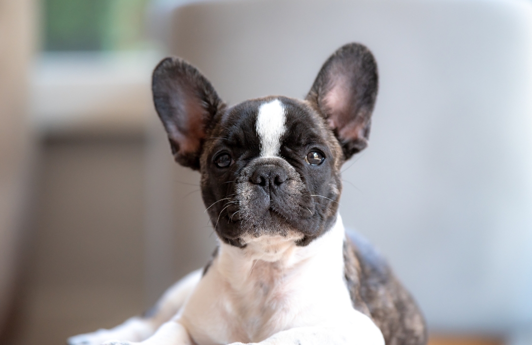 A small black and white dog sits calmly