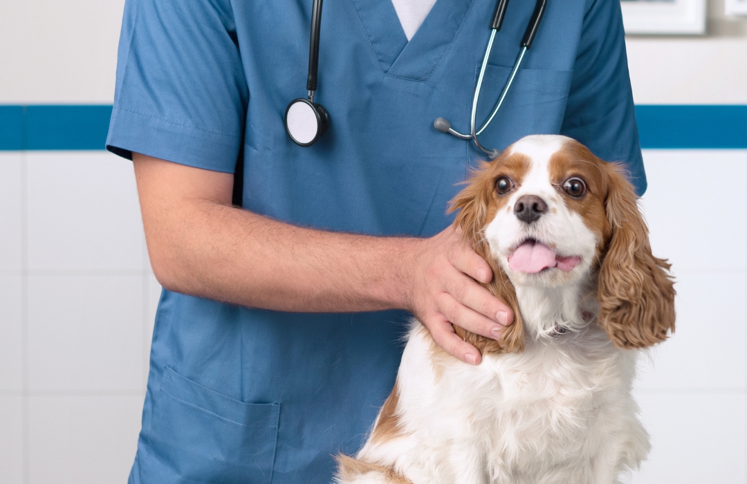 A vet gently holds a dog