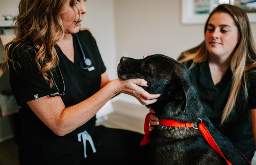 Two women gently petting a friendly black dog