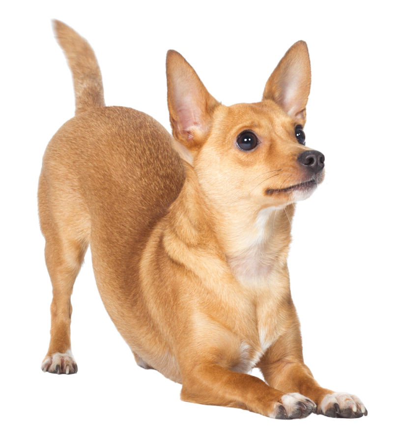 A small brown dog stands on its hind legs