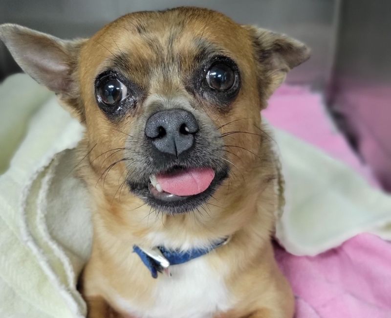 A dog lying on a pink blanket inside a metal crate