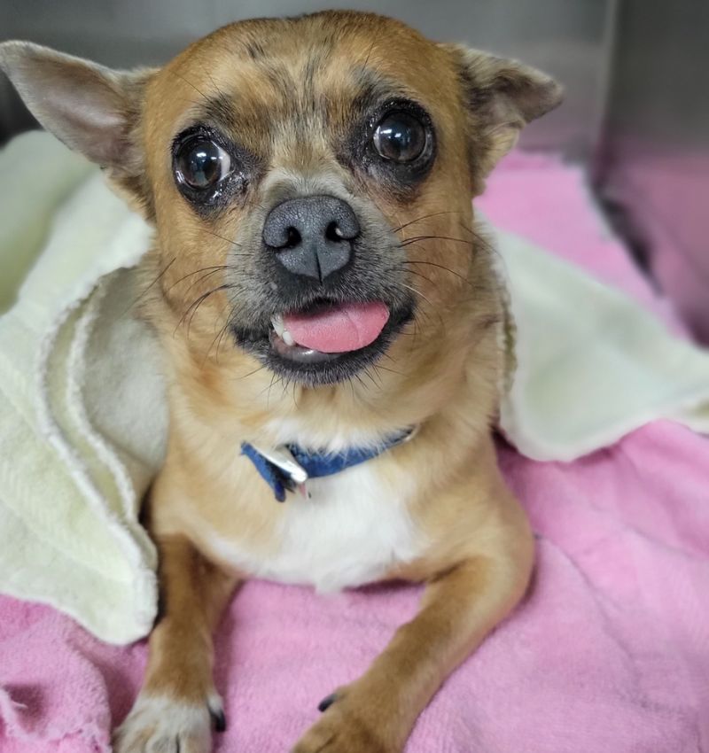 Veterinary Surgical Procedures A dog lying on a pink blanket inside a metal crate