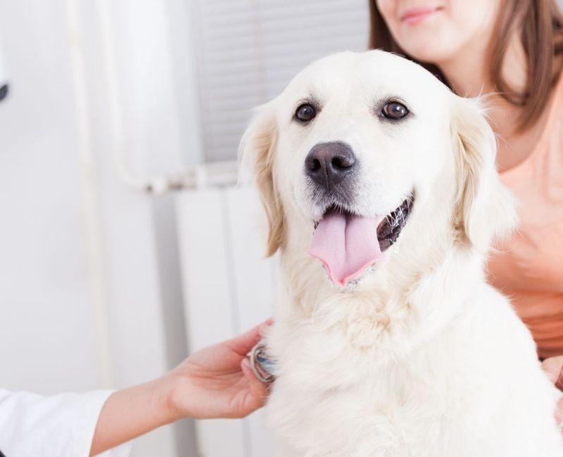 vet examining a white dog