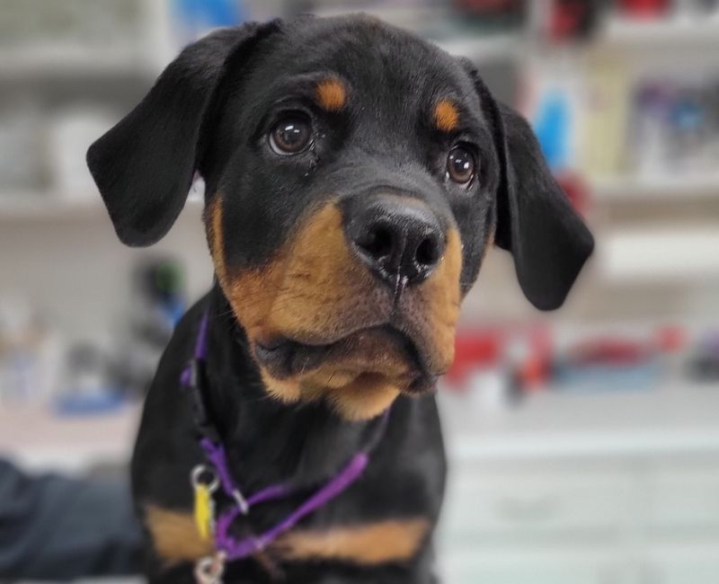 A dog wearing a purple leash on a vet's table