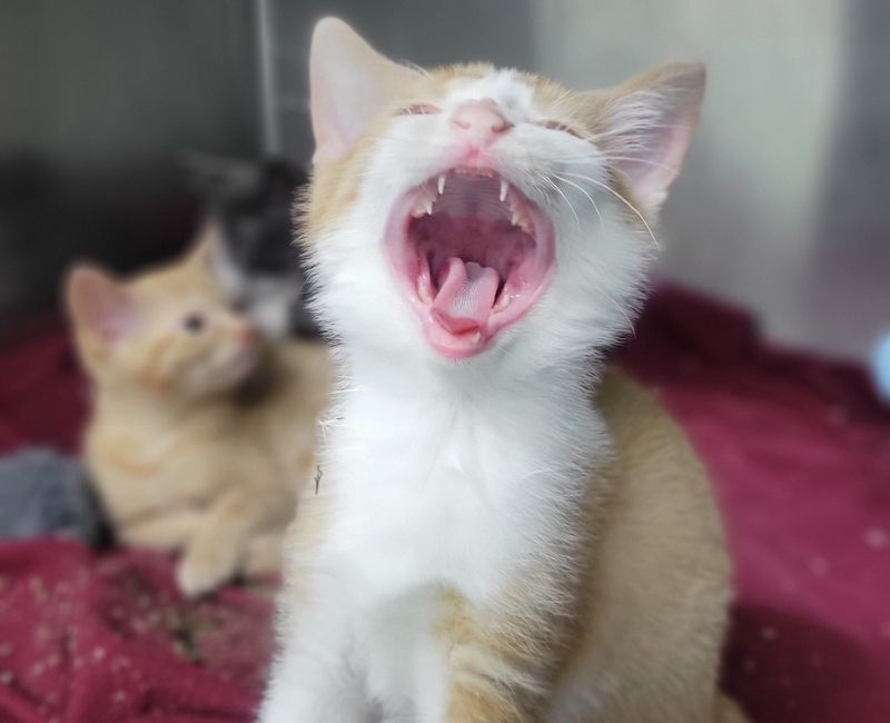 two kittens on a red blanket