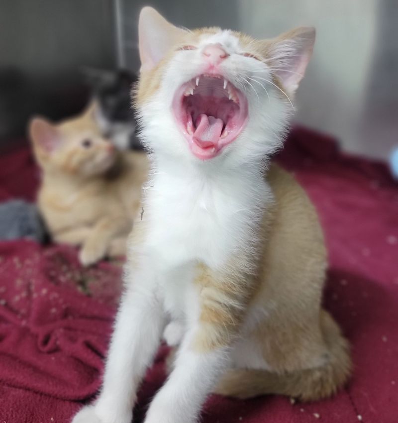 two kittens on a red blanket