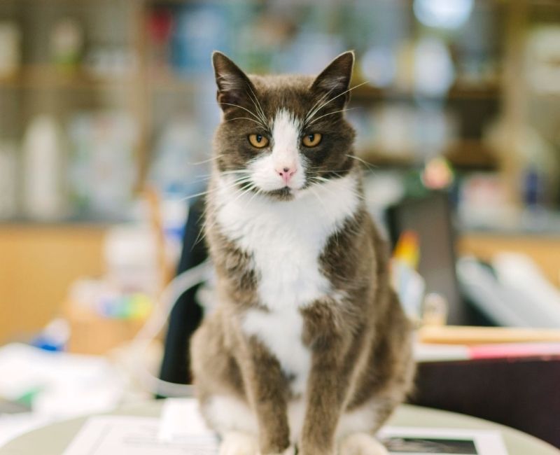cat sitting on a table in the pharmacy