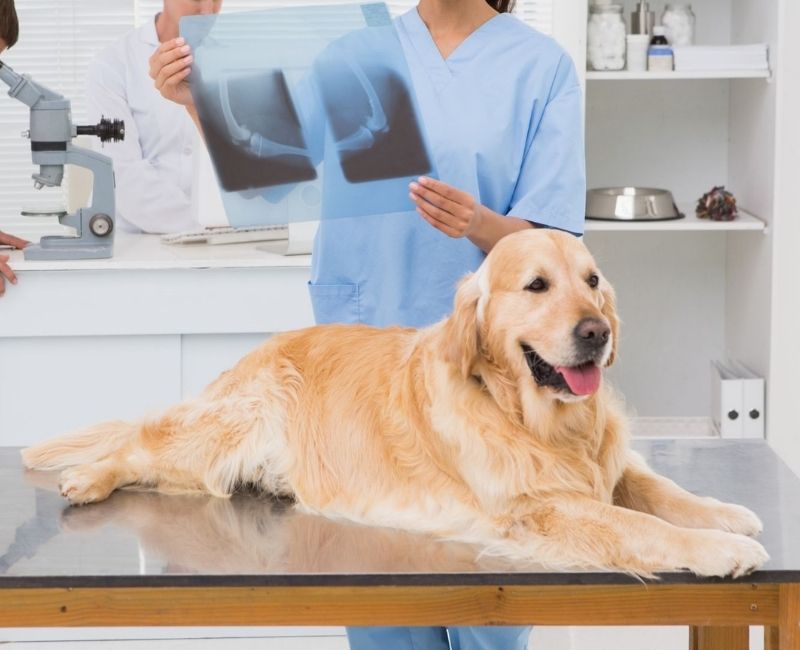 vet examining the x-ray of a dog