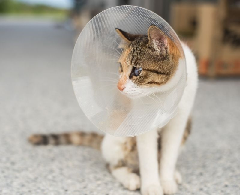 a cat wearing a surgery collar sitting on the floor
