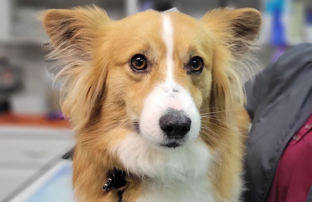 A dog standing on the examination table